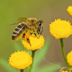 Life Cycle of Honey Bees