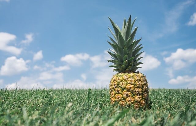Pineapples in Your Garden